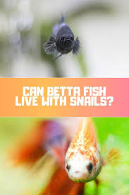Can Betta Fish Live With Snails Believe It Or Not Snails And Bettas Can Often Be The Ideal Tank Mates Betta Fish Betta Betta Fish Tank
