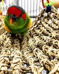 Pet health is trending in your favor. Our Pet Gallery Lara Pet Hospital Vet Centre