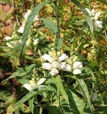 Image result for Blotiella glabra