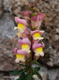 Image result for Antirrhinum majus