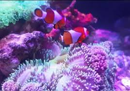Lautan nusantara menjadi tempat hidup berbagai jenis ikan, meliputi ikan tuna. Jual Ikan Hias Laut Dan Aquarium Laut Hewan Peliharaan 772861416