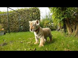 Wanted a second baby tiger but got 2 mask changes and this in 70 packs. Vor Ihrer Tur Lag Ein Susses Tiger Baby Youtube