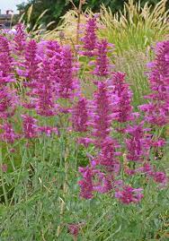 We did not find results for: Don T Overwater Your Garden Caring For The Soil And Choosing The Right Plants Will Help Plants Garden Care Colorful Garden