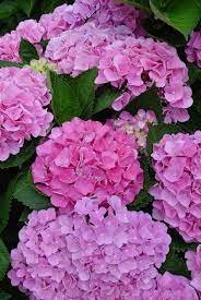 Hydrangea Macrophylla Xian Everlasting Opal Plants Nouveau Planting Hydrangeas Beautiful Flowers Pretty Flowers