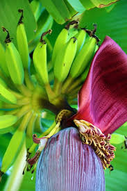Keep banana trees warm in the winter. Banana Tree Tree Fruit Banana Bananas Plant Tropical Vitamins Fruits Exotic Pxfuel