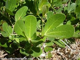 Image result for Rhoicissus tomentosa