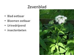 De plant telt zeven blaadjes, maar soms zijn het er ook negen. Zevenblad Blad Eetbaar Bloemen Eetbaar Urinedrijvend Insectenbeten Herbs Plants Parsley