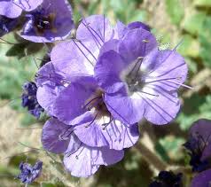 Image result for Ficalhoa