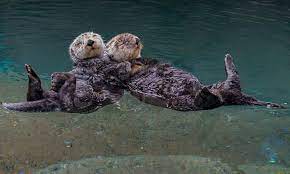They can dive hundreds of feet deep. Otterly Adorable Dozy Otters Hold Hands While Taking A Nap So They Don T Drift Apart As They Sleep Daily Mail Online