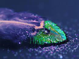 A fine textured emboss finishes this design beautifully. Download Wallpapers Download 1600x1200 Mac Feathers Peacock Glitter 2880x1800 Wallpaper Animals H Peacock Wallpaper Beautiful Bird Wallpaper Feather Wallpaper