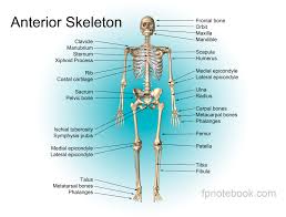 There are over 206 bones in the human skeleton, and i'll be impressed if you can find 12. Musculoskeletal Anatomy