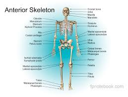 Add the pelvic bone next, simplified as a flattened circle between marks 3 and 4, with the hip joints this completes the basic, undifferentiated human proportions, and here's a diagram to sum up all of the following are a few useful visual reminders that are based in the body. Musculoskeletal Anatomy