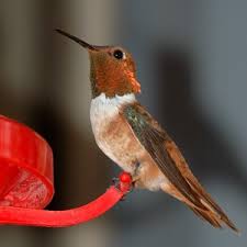 One of the reasons i keep a garden and grow as many plants as i can is to be closer to nature. Attracting Spring And Summer Hummingbirds Connecting People Birds And Land For A Healthy World
