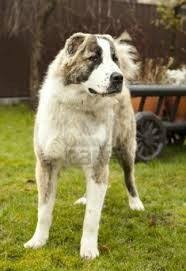 Central Asian Shepherd Asian Dogs Dogs Anatolian Shepherd Dog