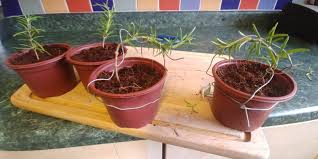 Image result for rosemary bonsai