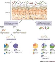 You can import it to your word processing software or simply print it. The Human Skin Microbiome Nature Reviews Microbiology