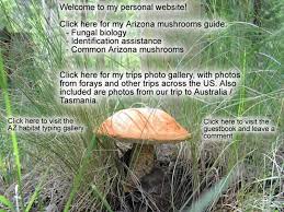 Az Mushroom Guide Mushroom Guide Wild Food Foraging Stuffed Mushrooms