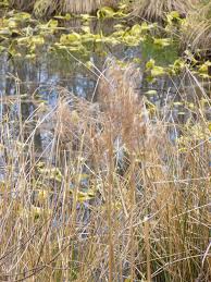 Image result for Anthephora cristata