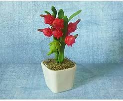 Maybe you would like to learn more about one of these? Buy Enorme Rare Hybrid Dragon Fruit Plant 200 Pcs Seed Online Get 37 Off