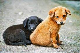 sokak kopekleri street dogs animal shelter animals