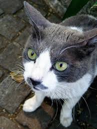 Large grey and white cat breeds. Grey And White Cat Breeds Poc