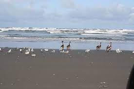 Check spelling or type a new query. Grayland Beach State Park Washington State Parks And Recreation Commission