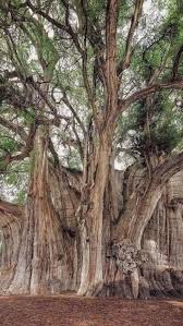 Image result for Monadenium crenatum