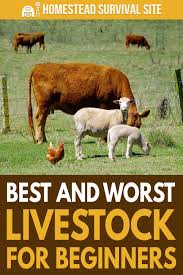 Best And Worst Livestock For Beginners Homestead Survival Site In 2020 Homesteading Animals Homestead Survival Livestock