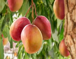 Image result for Mangifera