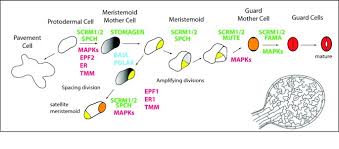 We did not find results for: Mechanisms Of Stomatal Development An Evolutionary View Evodevo Full Text