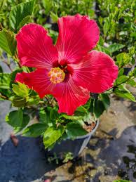 Image result for Hibiscus platycalyx
