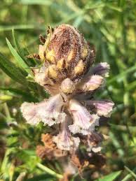 Image result for Orobanche minor