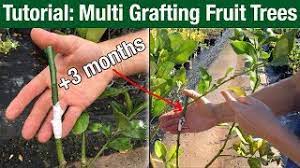 Stone fruit trees shop stone fruit trees fruits in our stone fruit range include: Tutorial Multi Grafting Fruit Trees Youtube