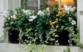 Fenetre Fleurie En Hiver Aussi My Little Jardin Jardinieres D Hiver Fleur Hiver Jardins