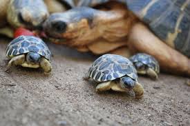They are native to europe, asia, africa, and the americas, and have been introduced to australia. Turtle Tortoise Zooborns