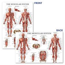 Maybe you would like to learn more about one of these? Muscular System Anatomical Poster Laminated Muscle Anatomy Chart Double Sided 18 X 27 Amazon Com Industrial Scientific