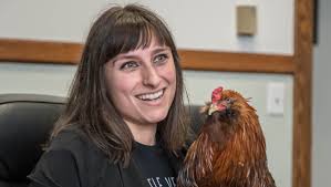 What happened to the pheasant who strutted into Springfield City Hall?