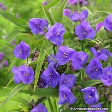 With butterflies come other wonderful creatures, so we thought that's something you'd like to know! Spiderwort Amethyst Kiss Purple Flowers Garden Bloom Deer Resistant Perennials