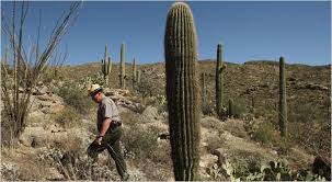 The way of the saguaro and the pestulant weeds that are invading their lives info on invasive pests are at. Theft Deterrence For An Arizona Icon The New York Times