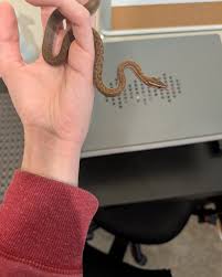 Image result for Nelsonia smithii