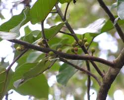Image result for Ficus trichopoda