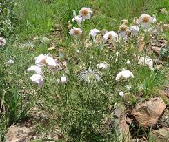 Image result for Clematis villosa