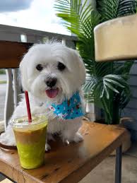 ♥ 𝒞𝒶𝓃𝒹𝒾𝒸𝑒 𝒫𝒶𝓇𝓉𝓇𝒾𝒹ℊℯ