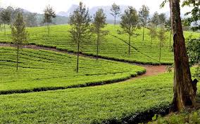 Valparai Tourist Attractions Nature Tourism Tourist Tourist Attraction