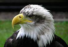 Bird Of Prey Wikipedia Alpha codes, terminology bird name list english bird names french bird names 4 letter alpha codes bird. bird of prey wikipedia