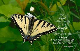 Chad 88 books view quotes. The Beauty Of The Butterfly Photograph By Karen Cook