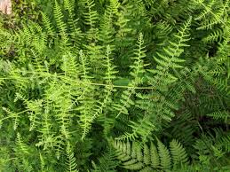 Image result for Hypolepis