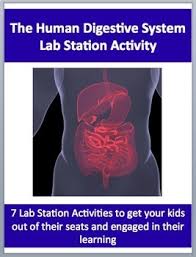 Student exploration energy conversions gizmo answer key. Explore Biology Digestive System Lab Answers Digestive System Teacher Resources