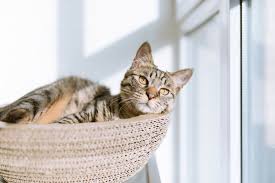 Get directions, reviews and information for happy tails pet spa in fontana, ca. Copy Of Prices Packages Happy Tails Pet Resort Camp