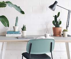 Indoor cactus care has become a popular topic. Indoor Cactus Care Bloomscape